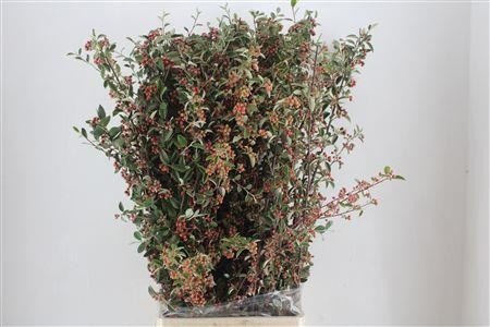 Chaenomeles Per Bunch 110cm
