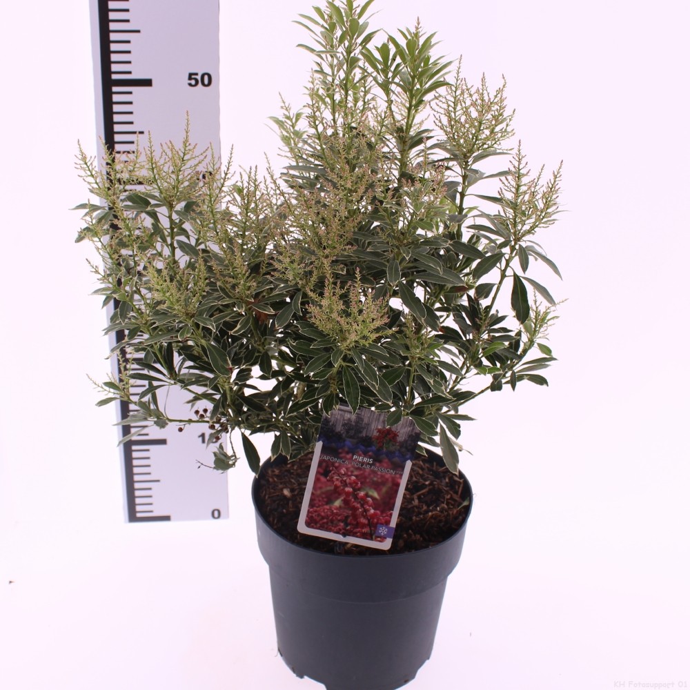 Picture of Pieris jap. 'Polar Passion'