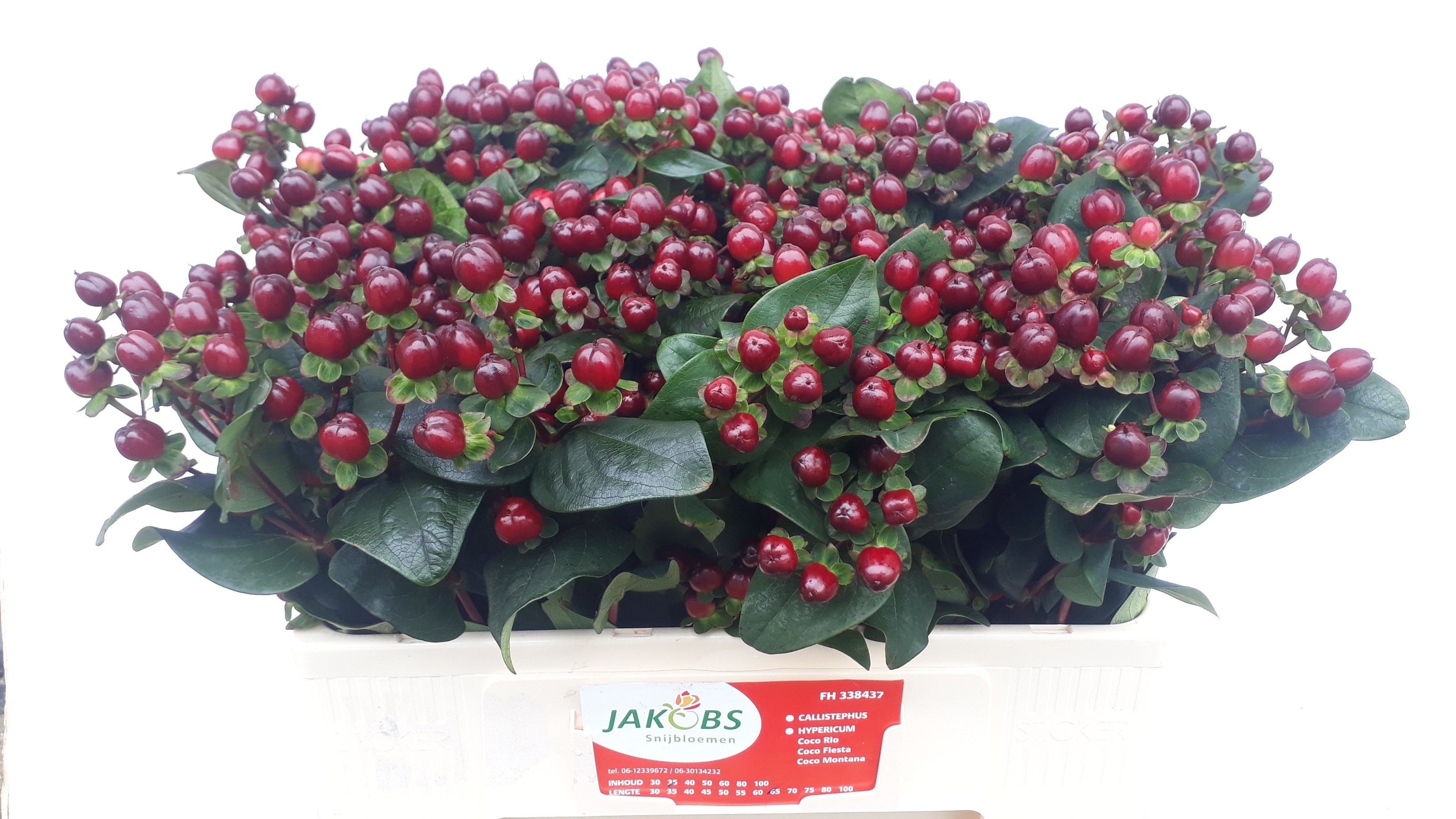 Hypericum Montana 50cm