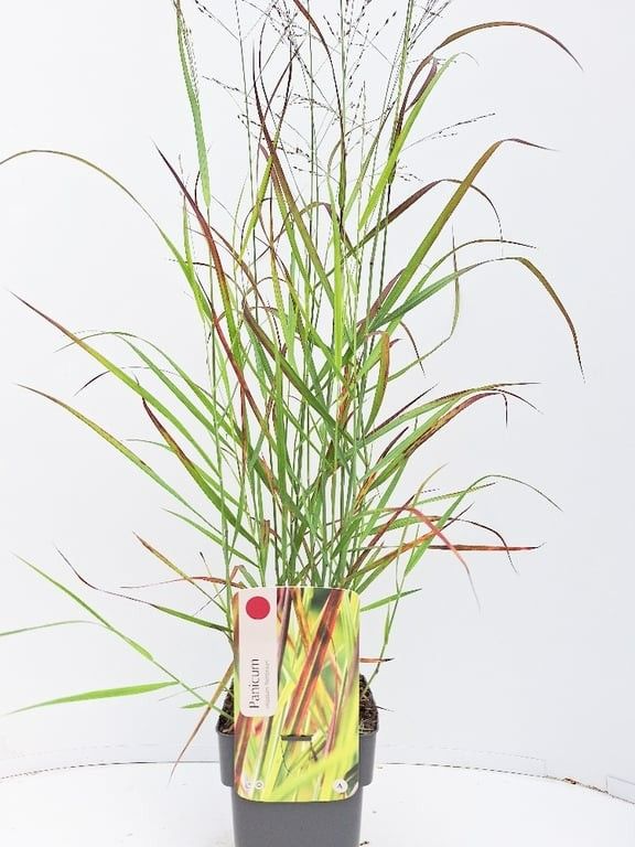 Panicum virgatum 'Rehbraun'