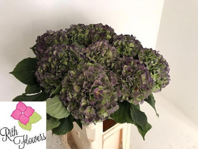 Hydrangea Verena Classic Blue 100cm 26Ø