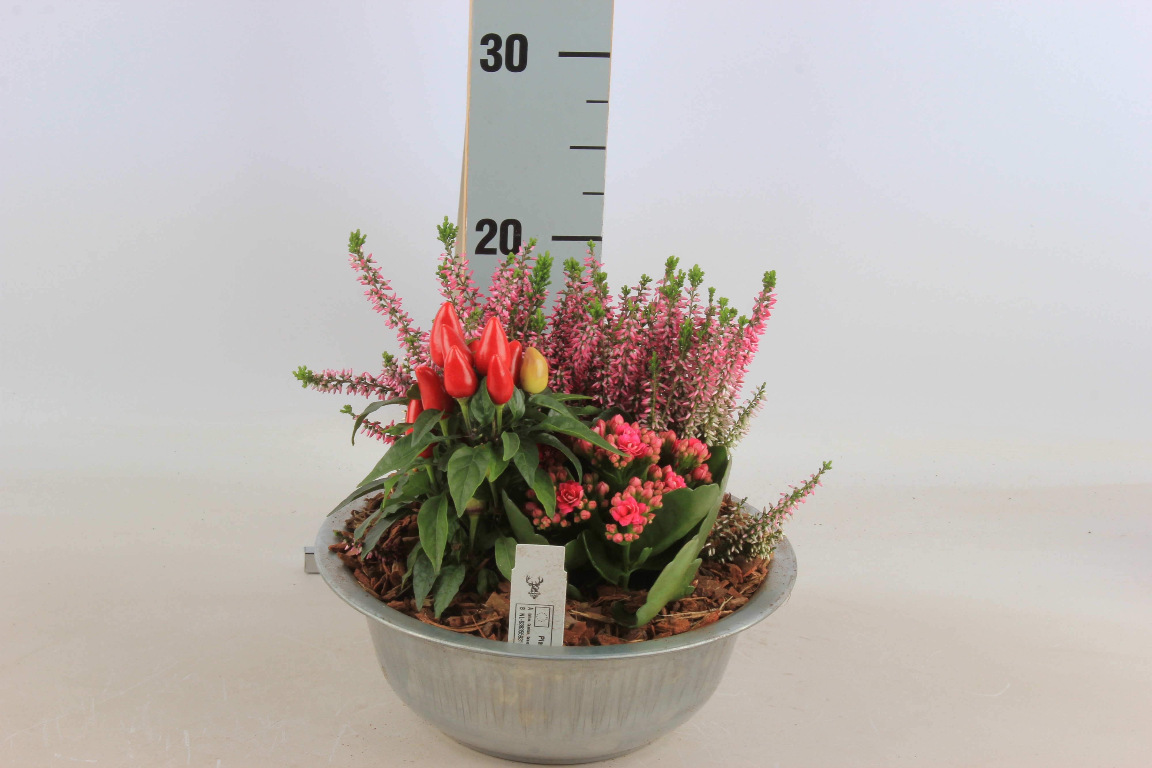 Arr Tuinplanten 23P 25cm 12bloei