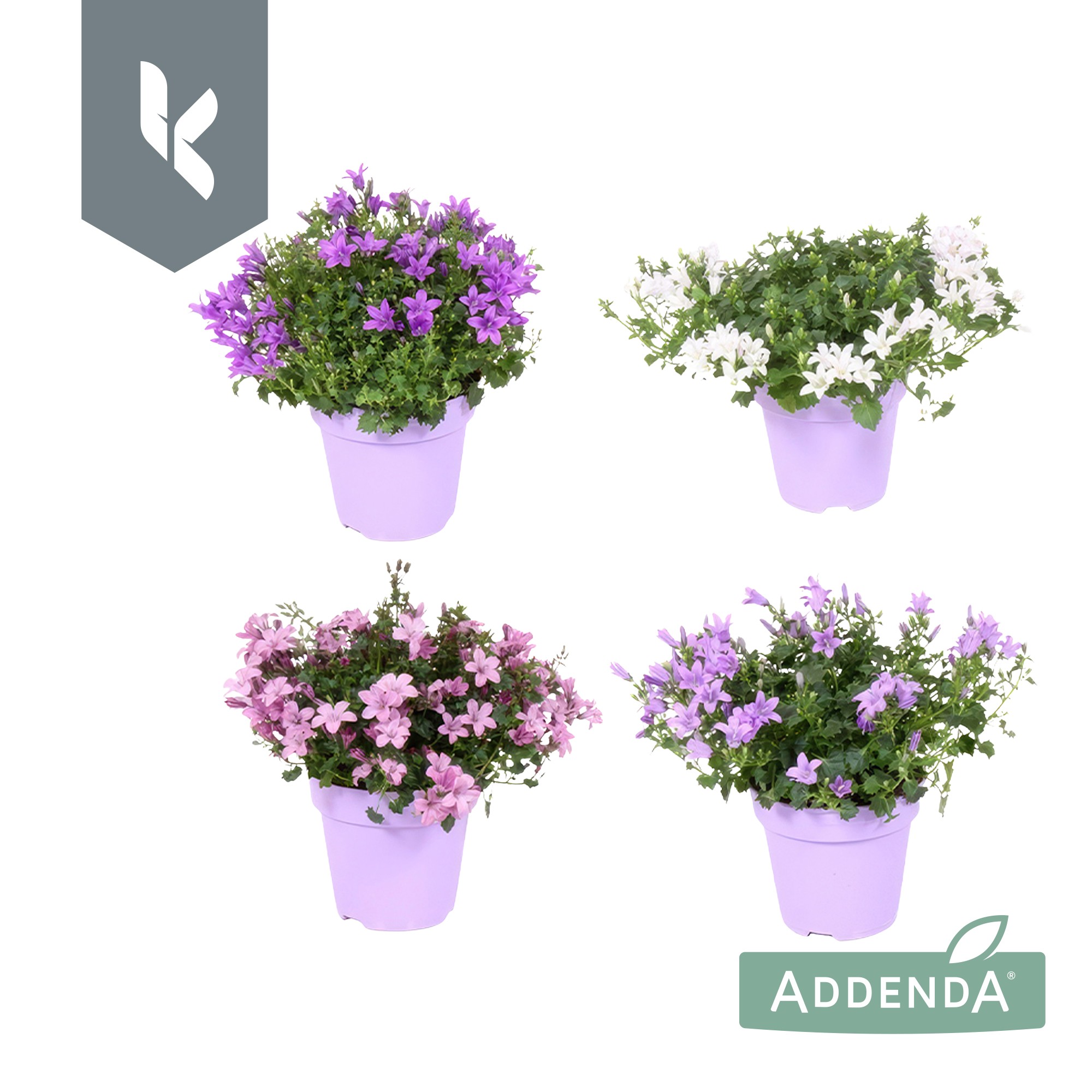 Picture of Campanula Addenda mix shelf 3 colours P10.5 TON-SUR-TON