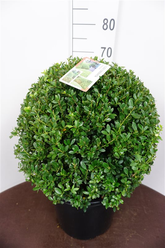 Picture of Ilex crenata Maxima P36 (20 Ltr) BALL-40/45