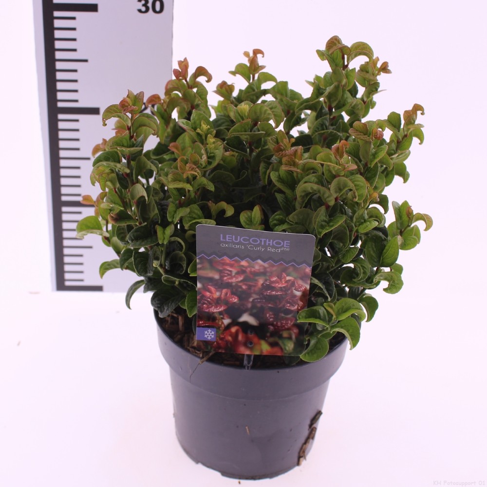 Picture of Leucothoe axillaris 'Curly Red'