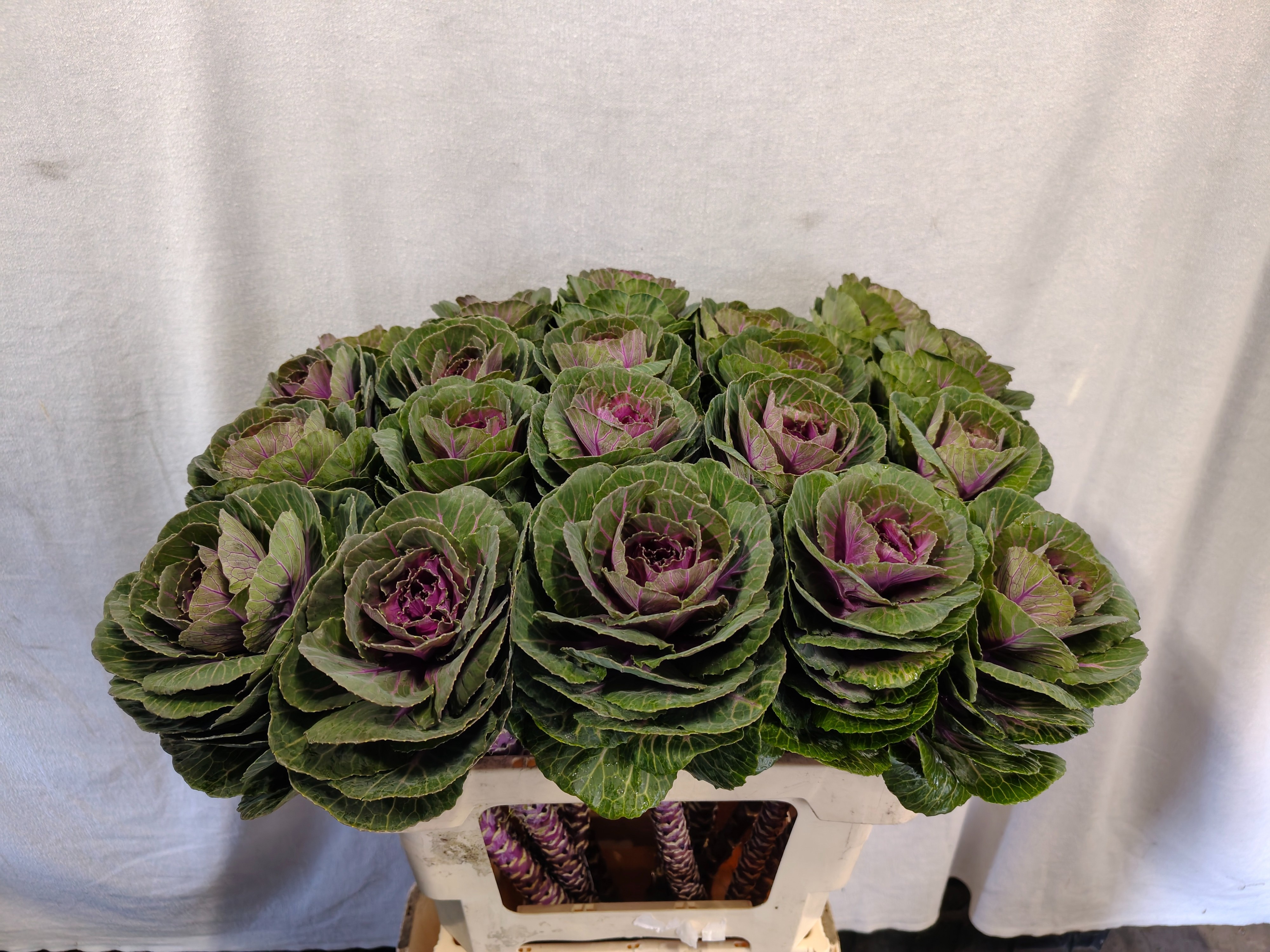 Brassica Red Crane 60cm