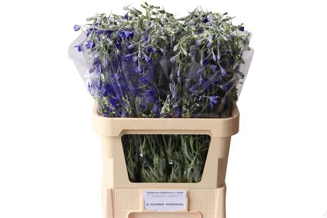Delphinium Volkenrfrieden 80cm