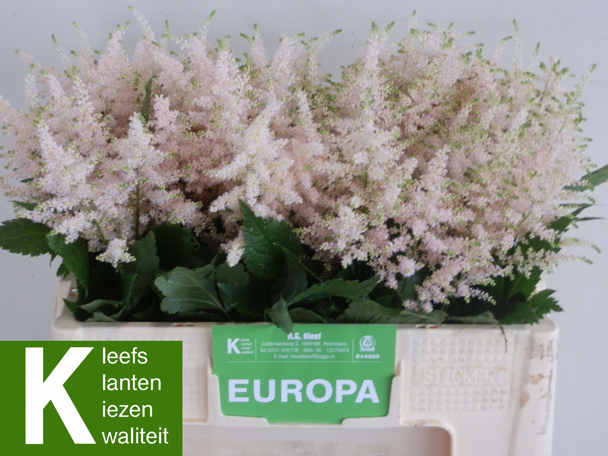 Astilbe Europa 50cm