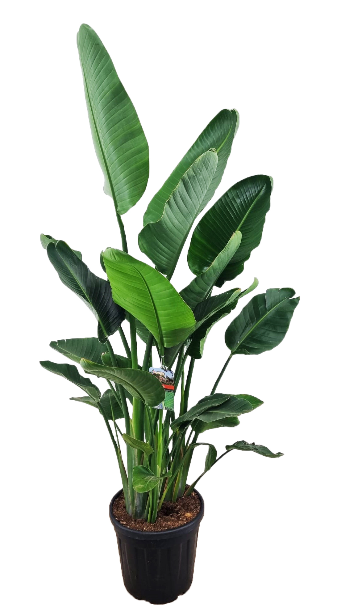 Picture of Strelitzia augusta P40-(25-LTR)