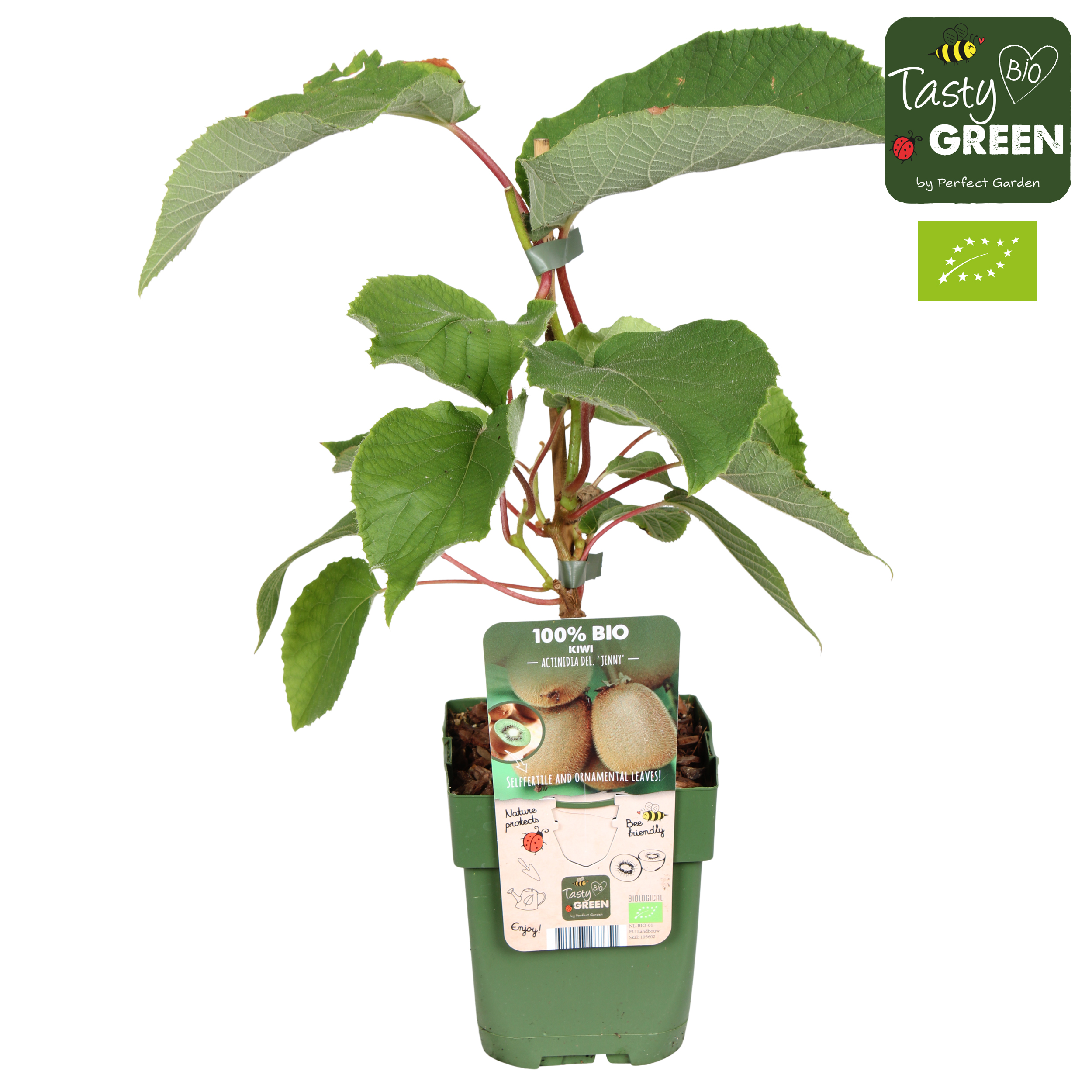 Picture of Actinidia deliciosa Jenny P13 organic