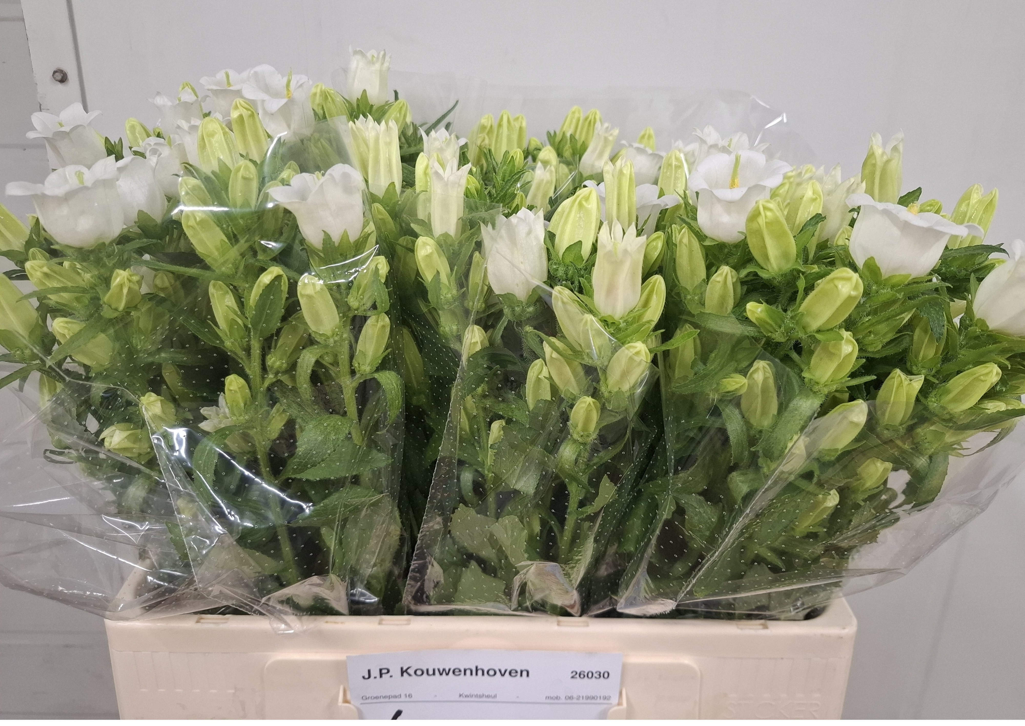 Campanula Medium Champion White 60cm