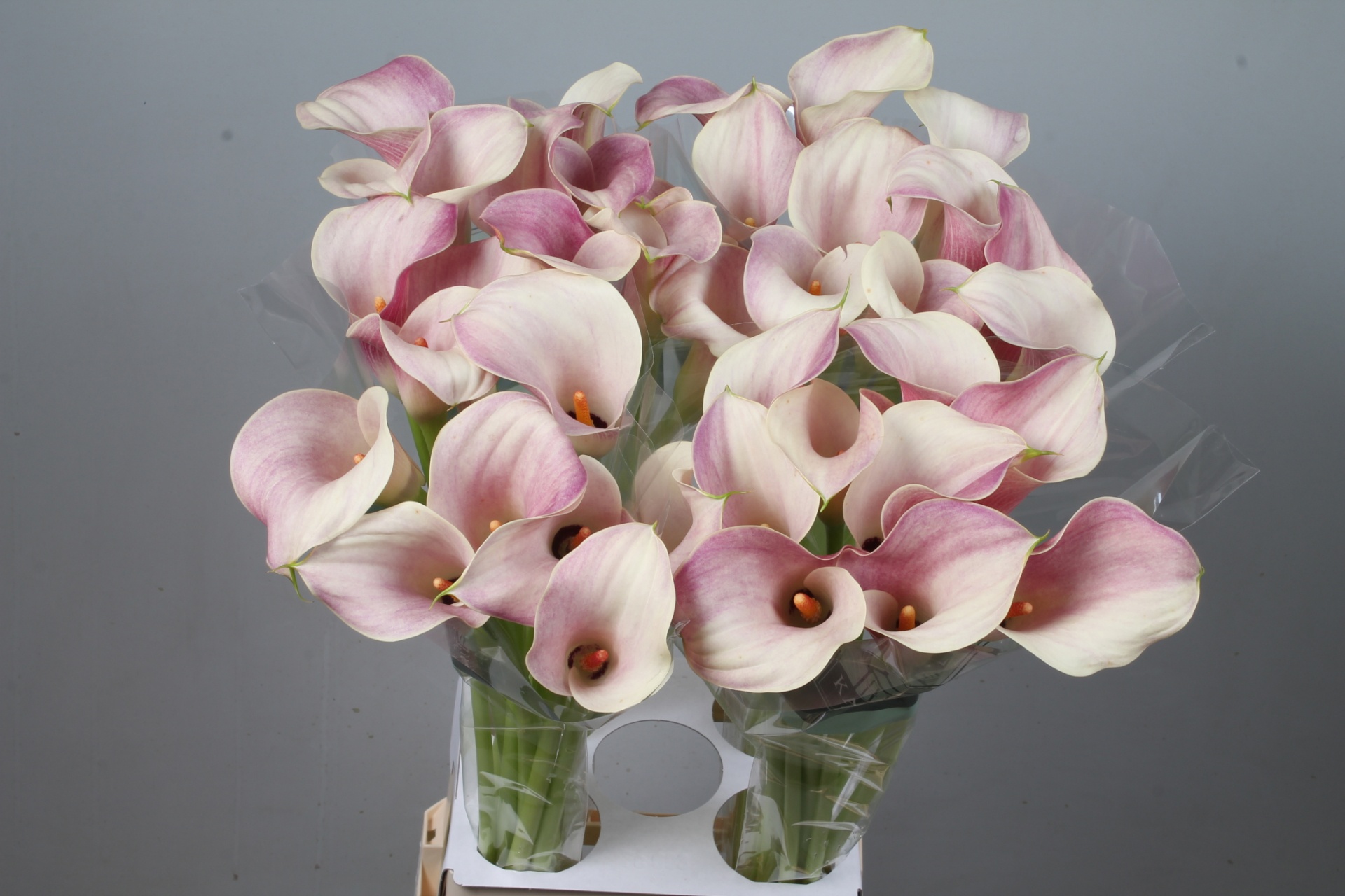 Calla Blushing Lady 80cm