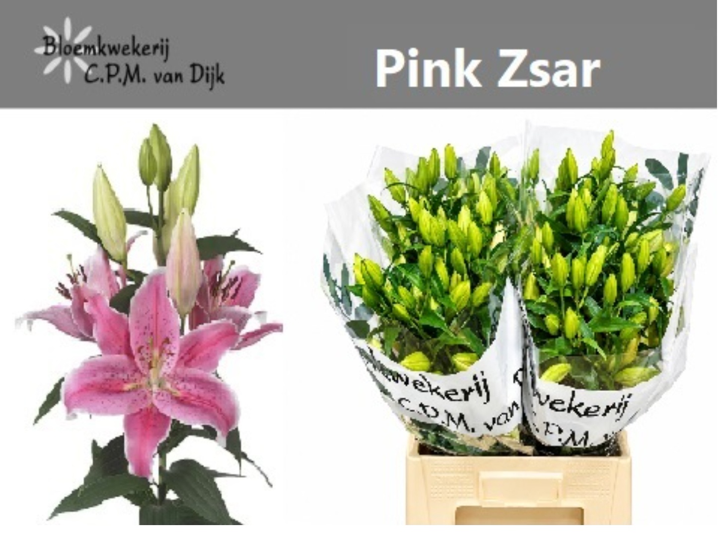 Li Or Pink Zsar 70cm 5/7bl