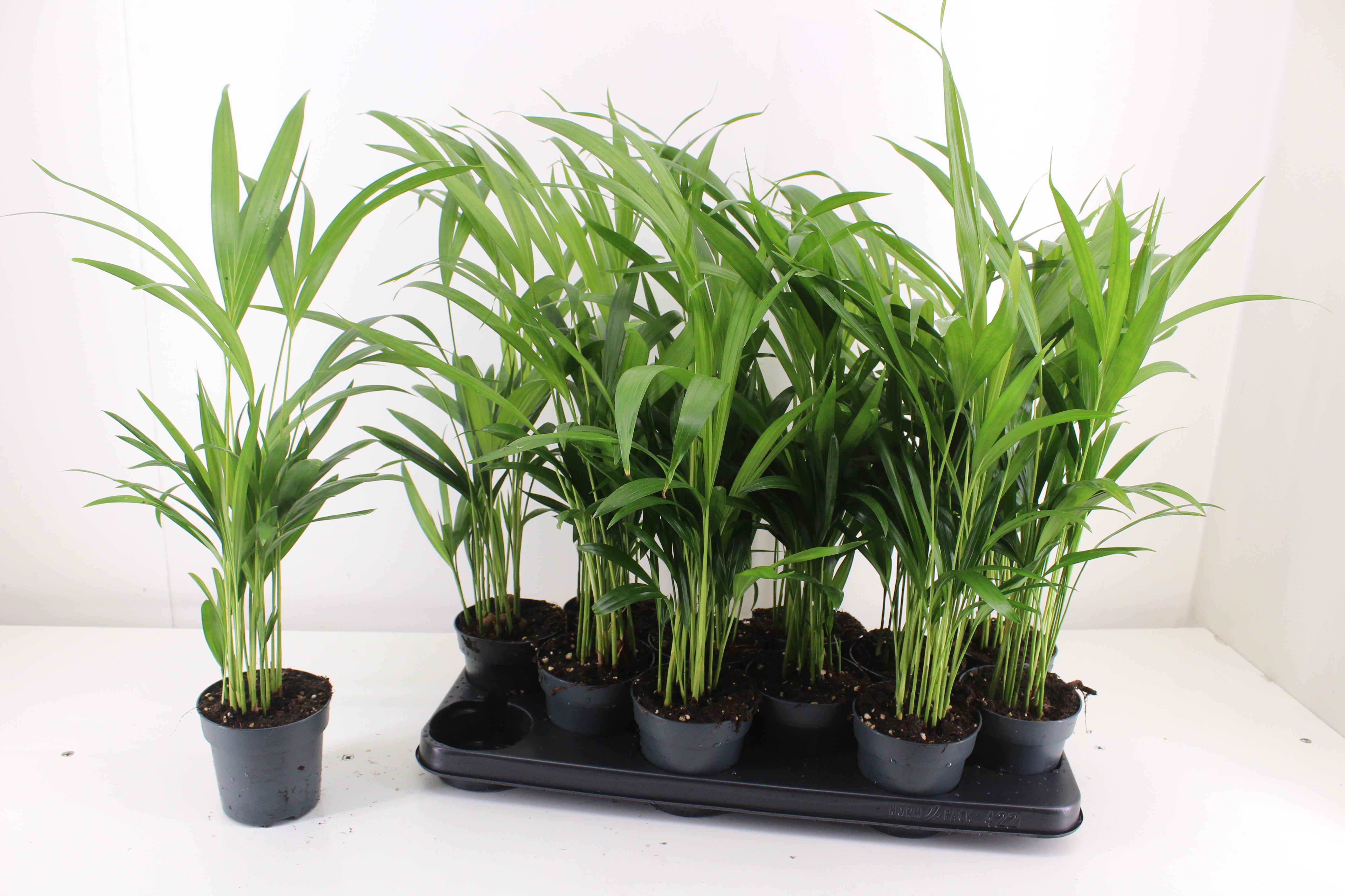 Chrysalidocarpus Lut 510Ø 45cm
