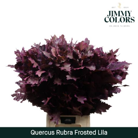 Quercus Rubra L80 Frost Lila