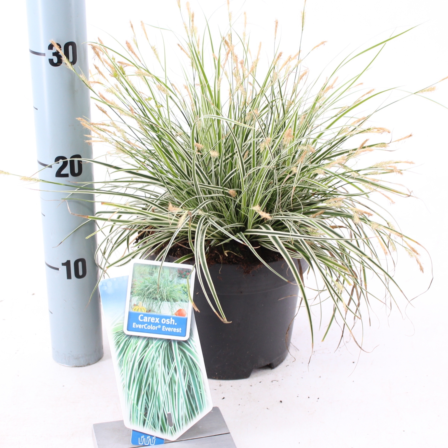 Picture of Carex oshimensis EverColor® Everest ('Fiwhite'PBR)