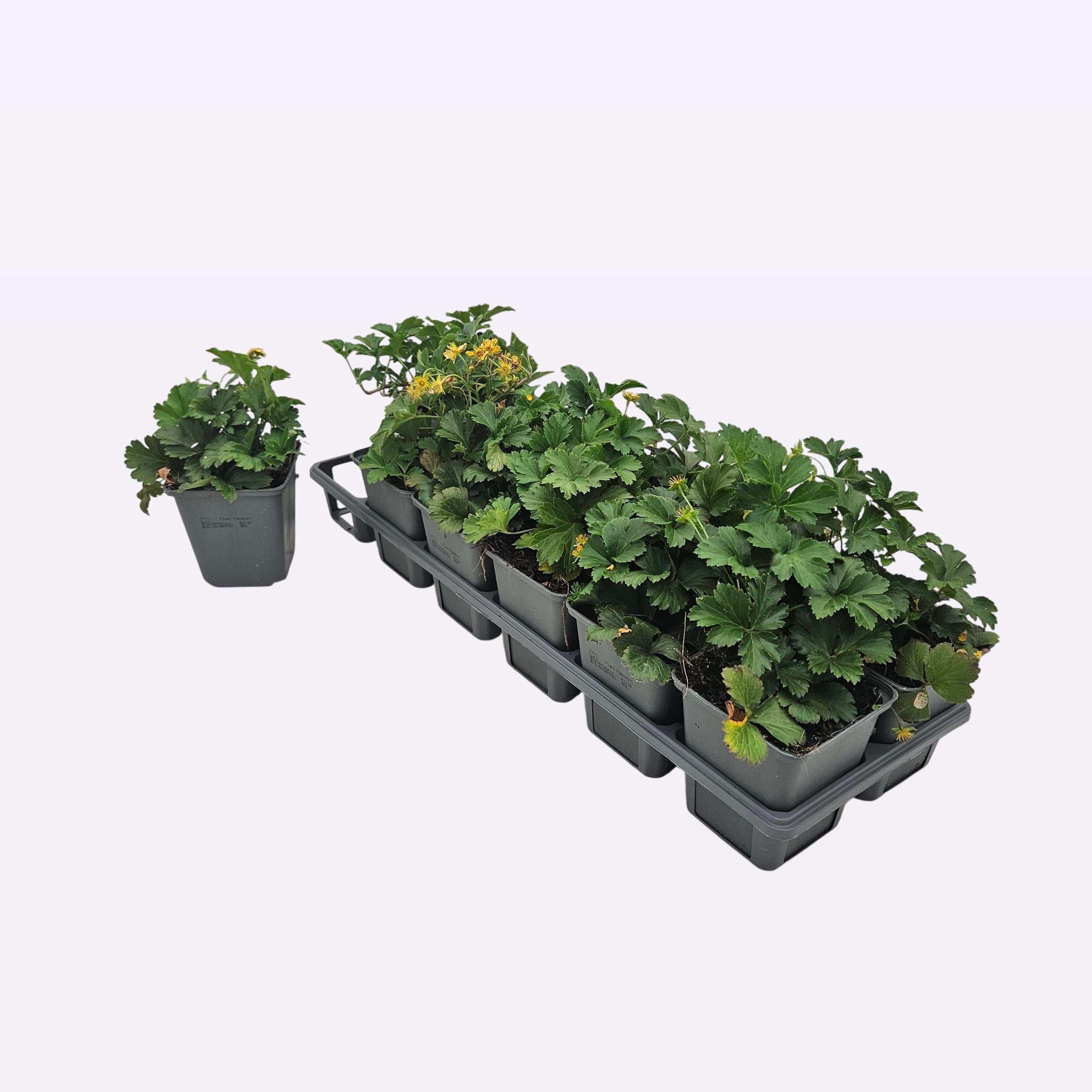 Waldsteinia ternata 12 tray
