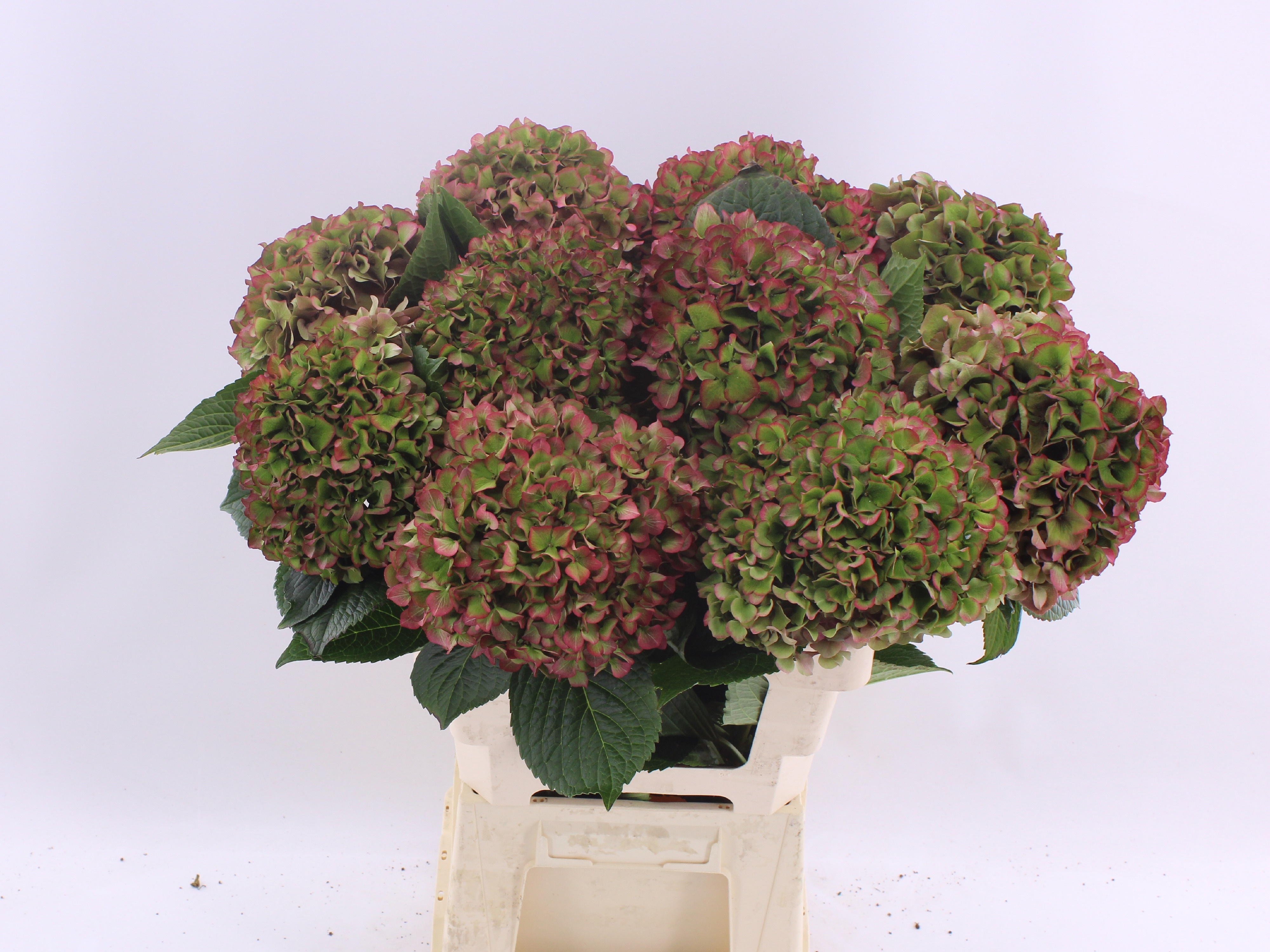 Hydrangea Glowing Alps Classic 60cm 17Ø