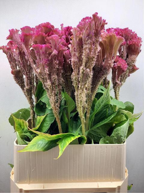 Celosia Act Turbo Rose 90cm