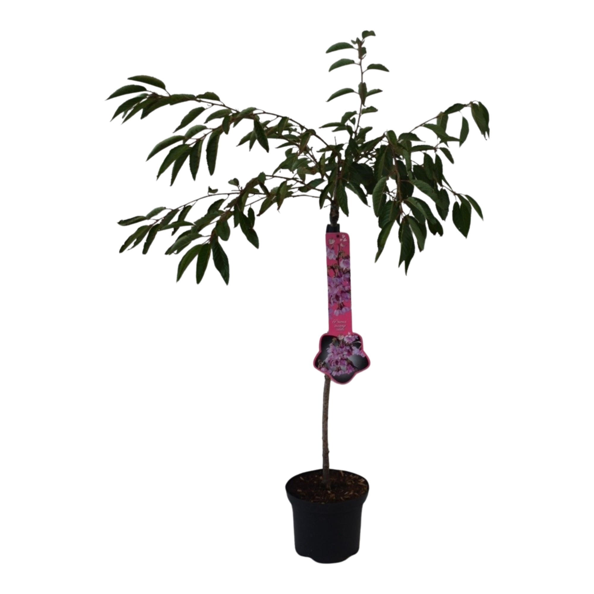 Prunus 'Okame' stam