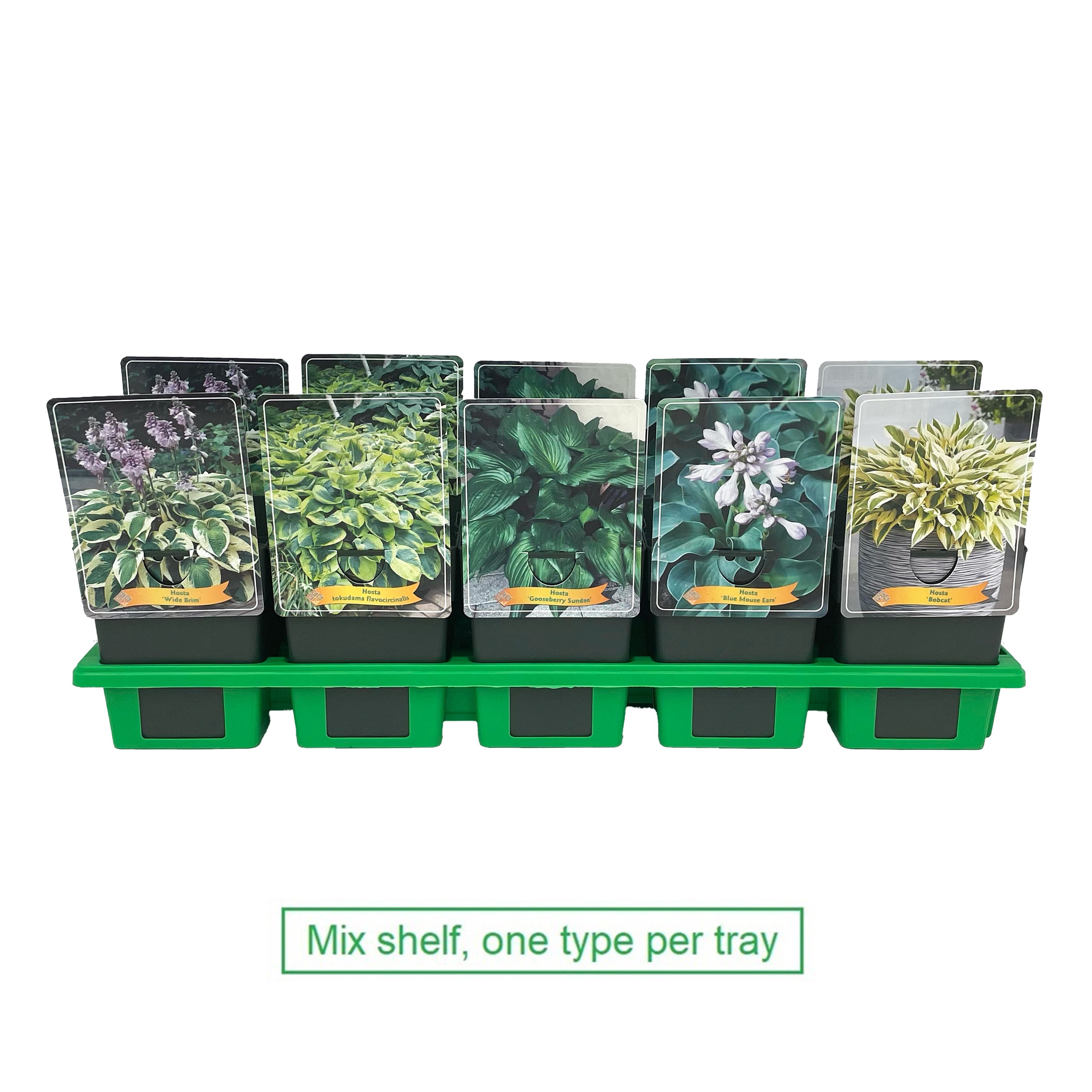 Picture of Hosta Mix 6x10 srt. per shelve P11