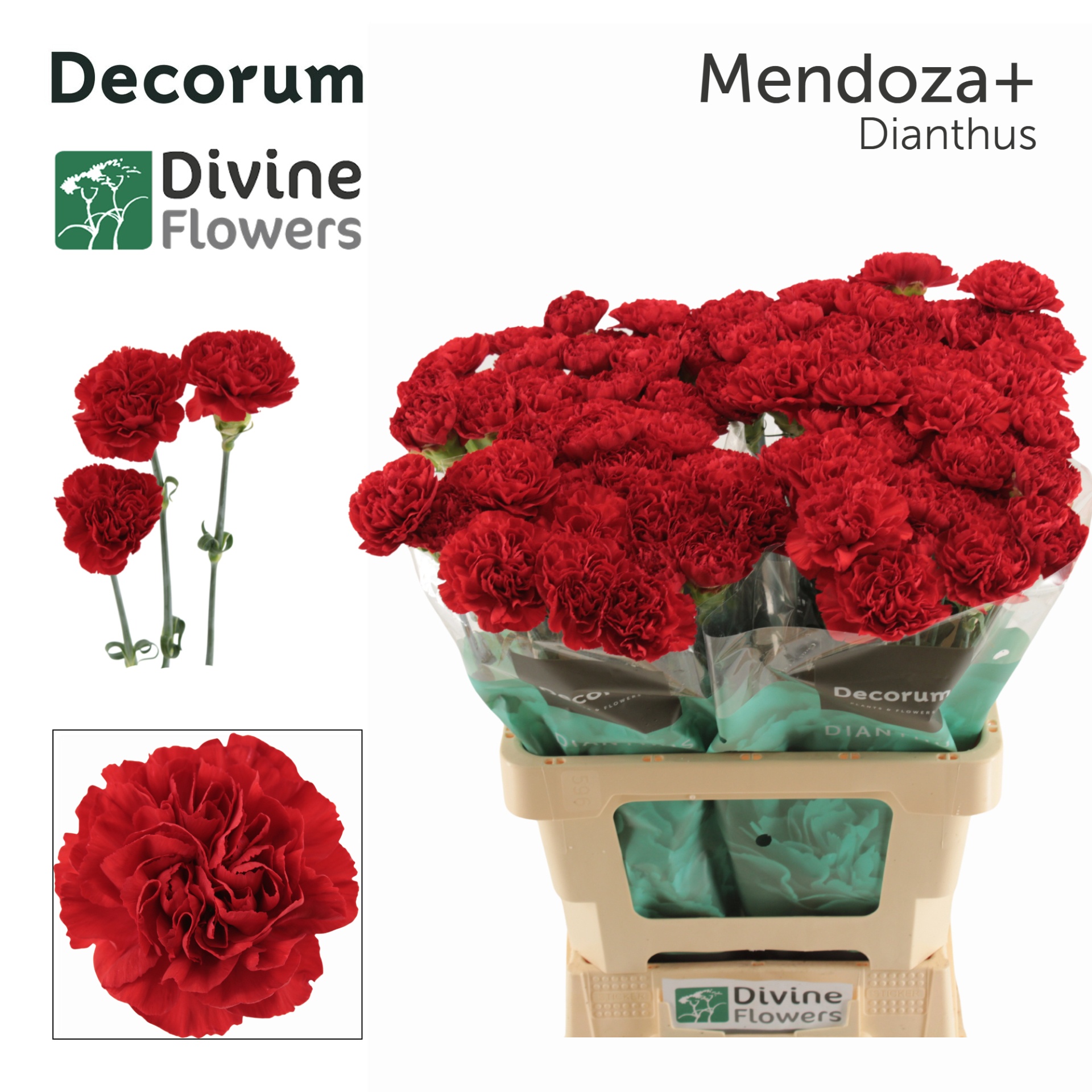 Dianthus St Mendoza+ 60cm