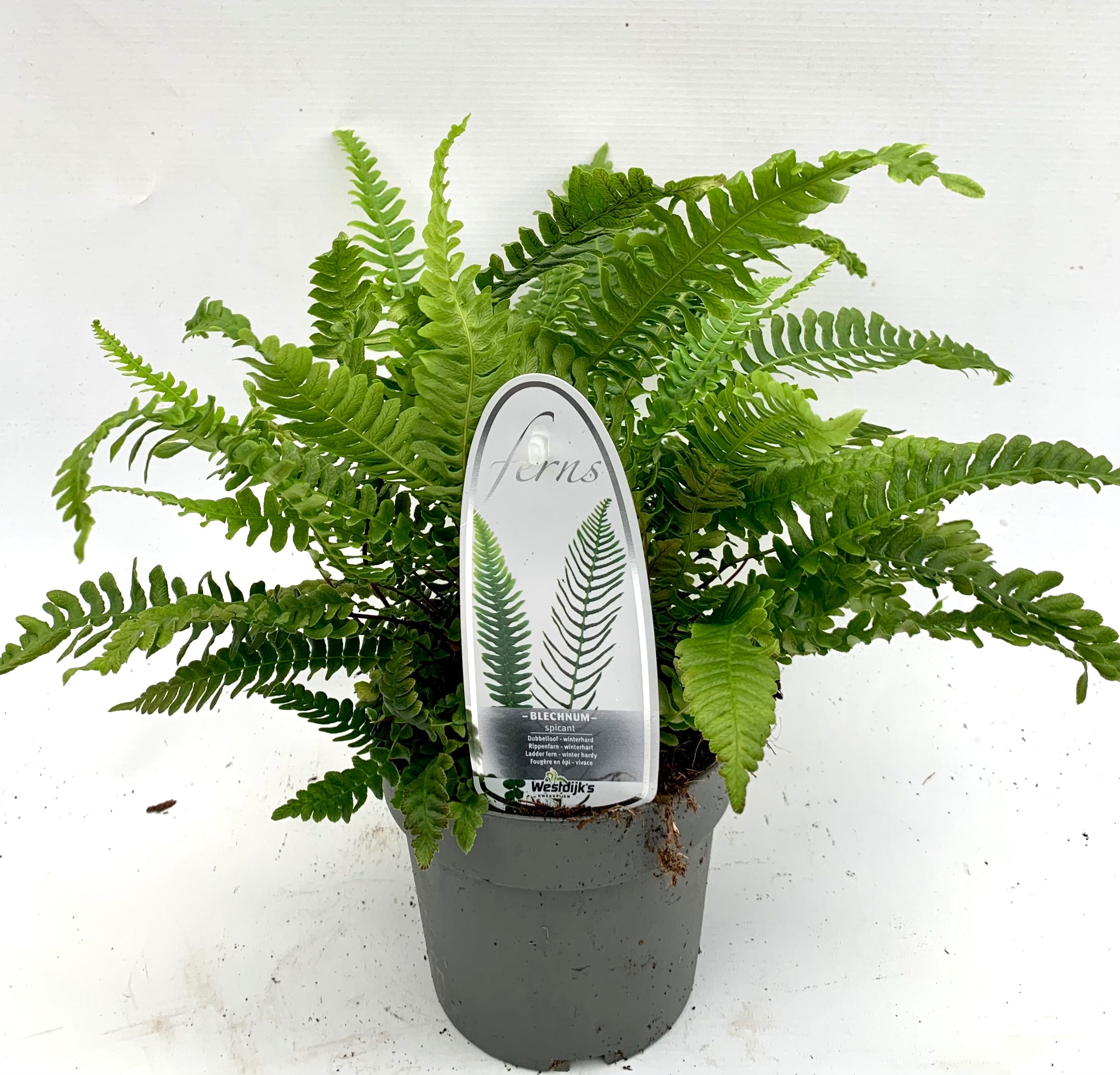 Blechnum spicant