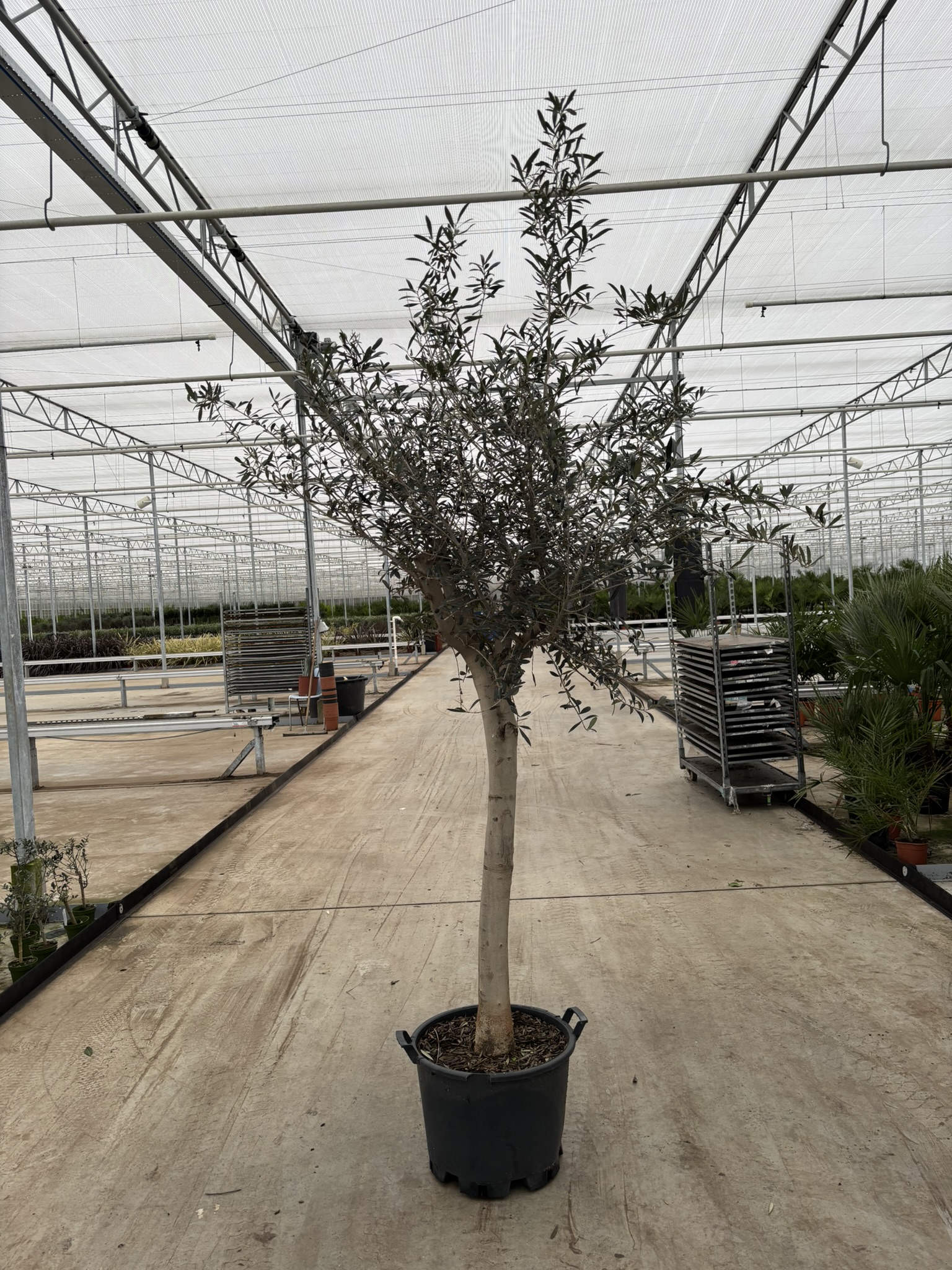 Picture of Olea europaea P55 Std 110+cm, Bol 90+cm. (LOOSE)