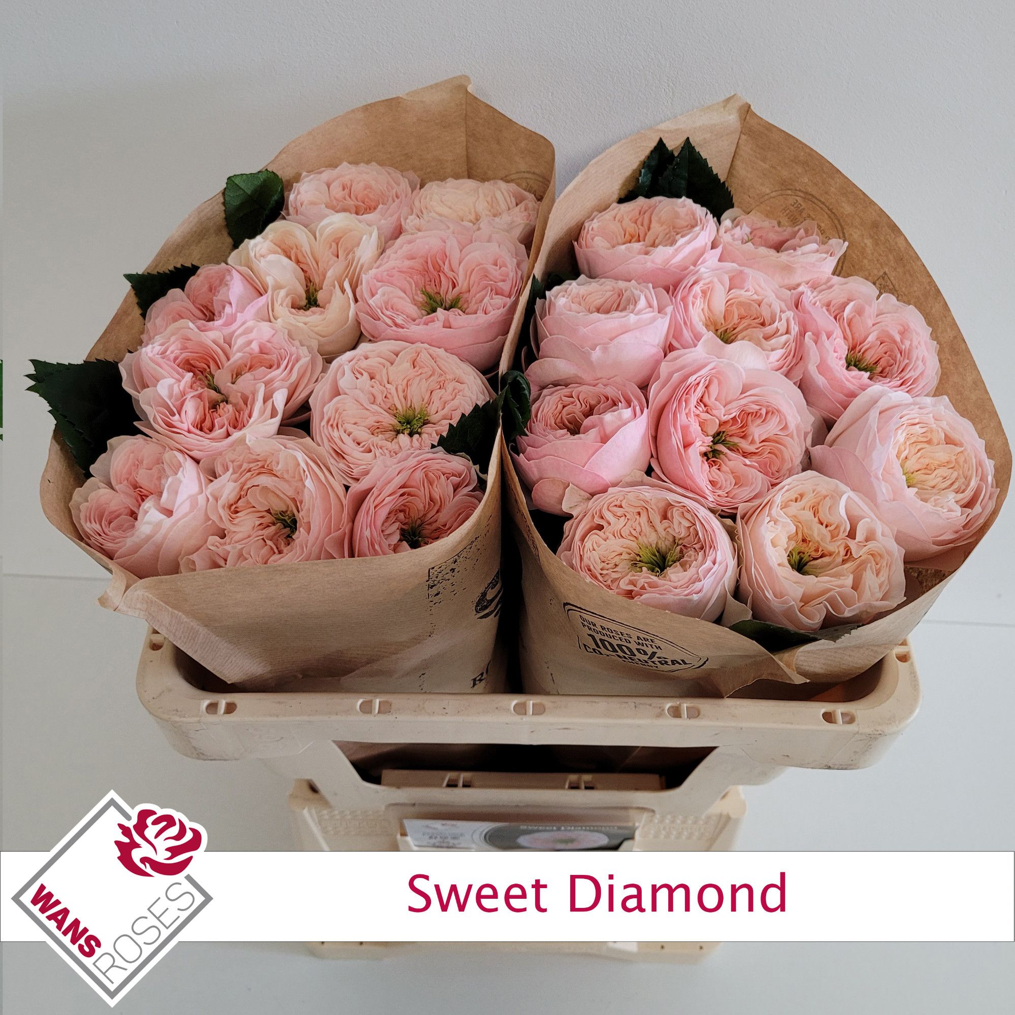 Rosa Garden Sweet Diamond 50cm