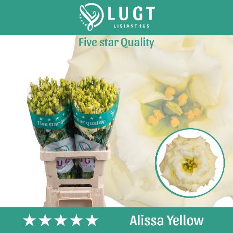 Eus G Alissa Yellow