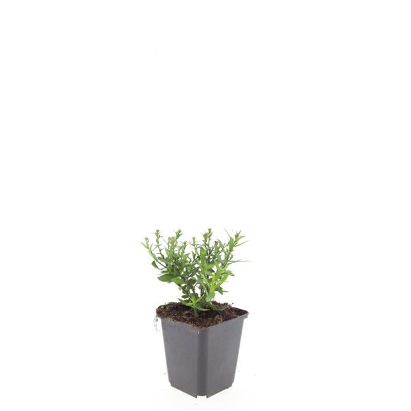 Aster (D) 'Prof. Anton Kippenberg'