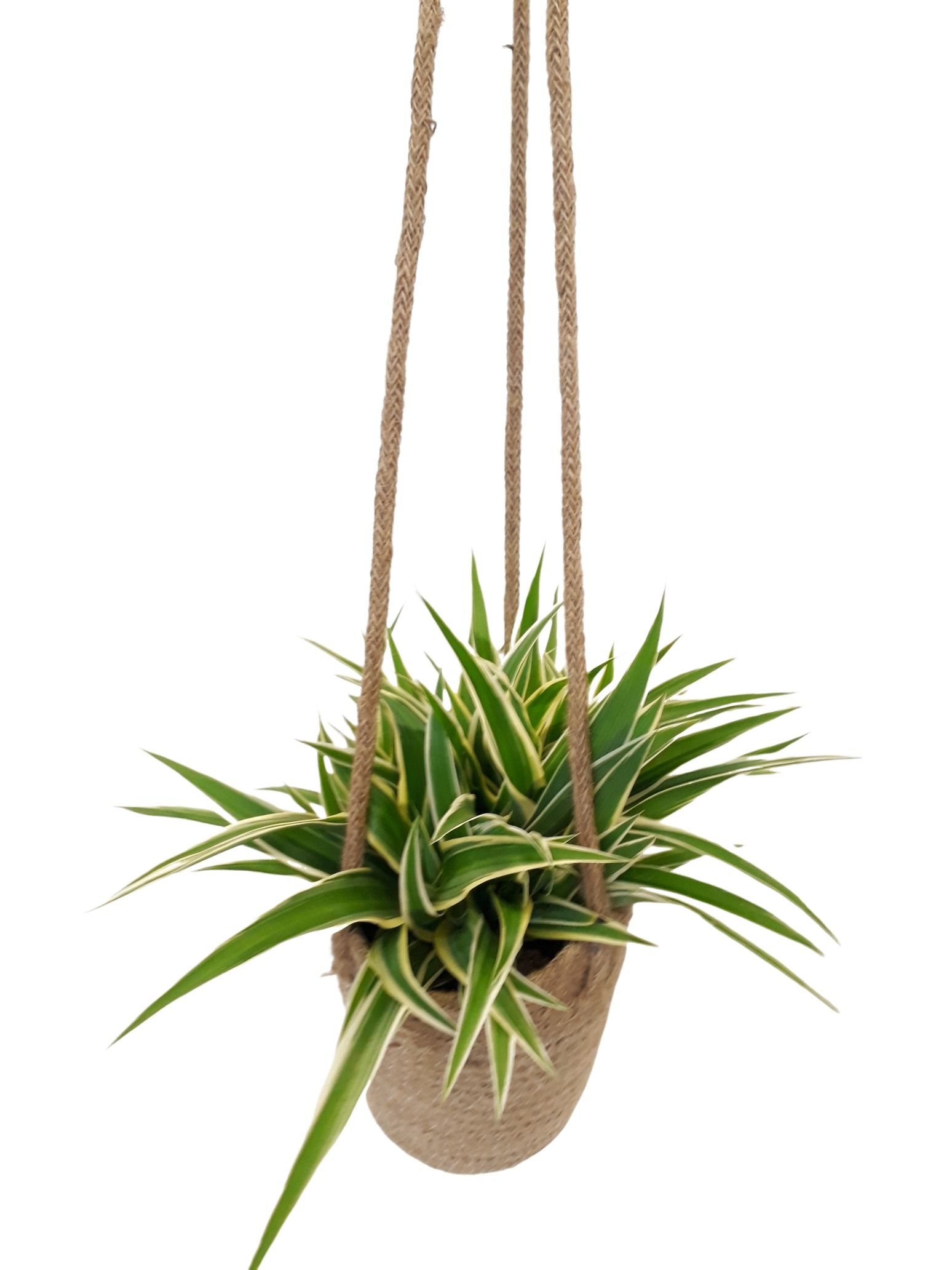 zimmerpflanzen baldur Pflanze Für Innenraum Schattig Zamioculcas (Glücksfeder) Zimmerpflanze