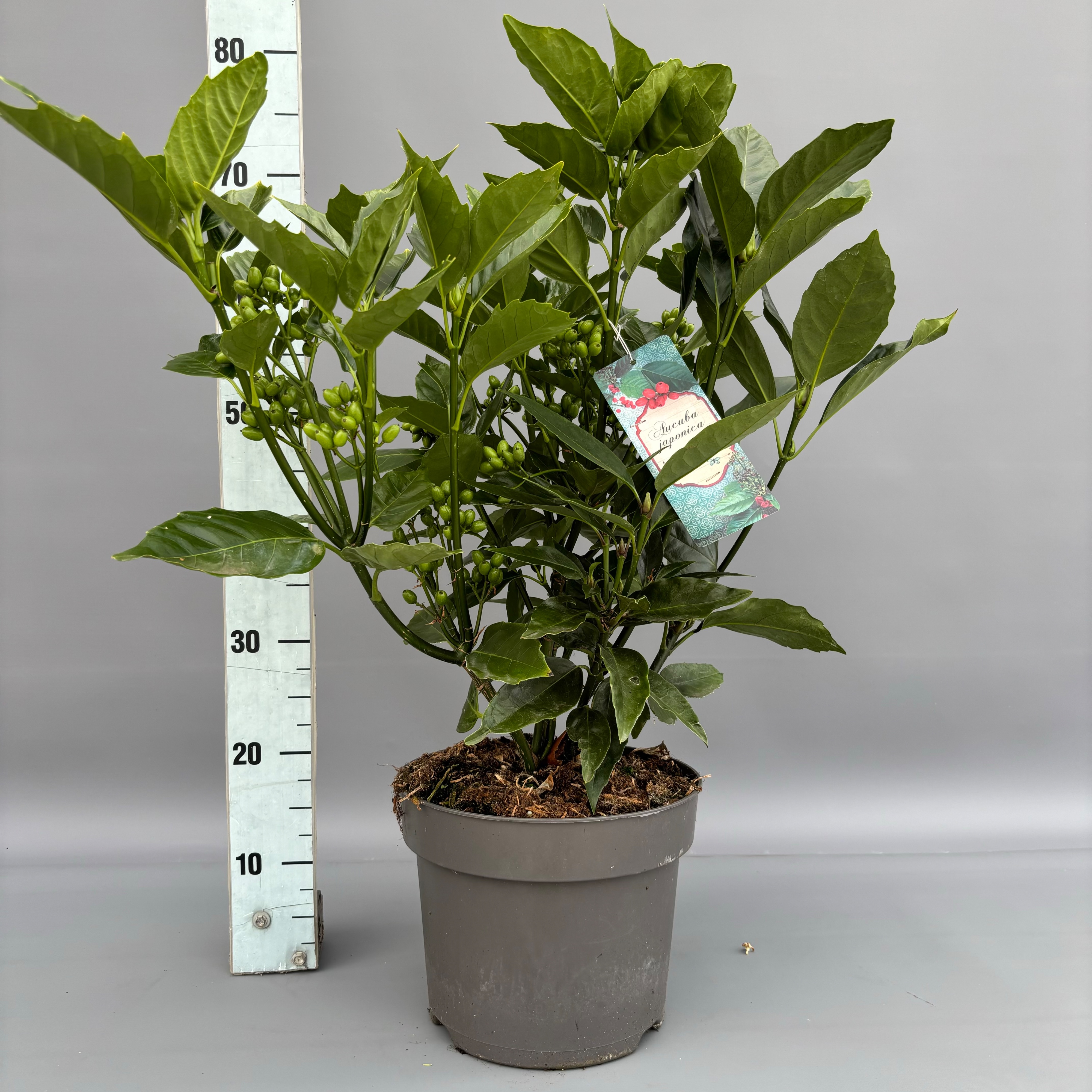 Picture of Aucuba japonica Rozannie P26 (7.5 Ltr)