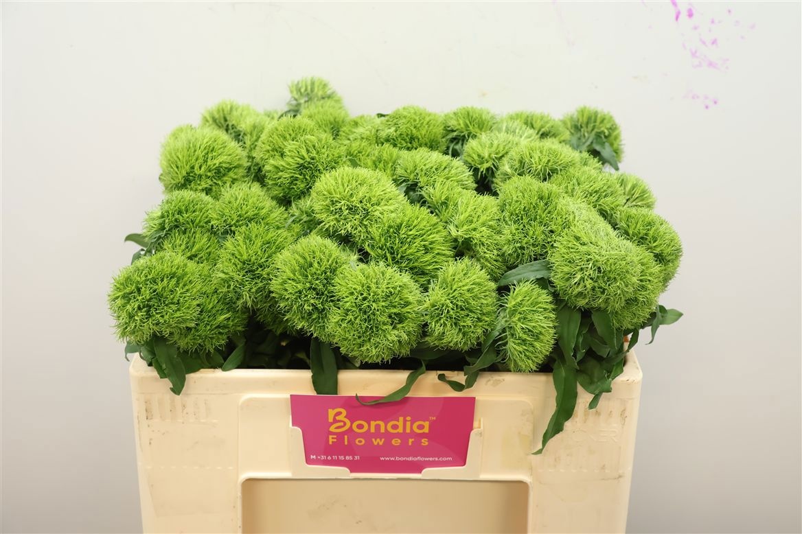 Dianthus Barb Kiwi Mellow 50cm