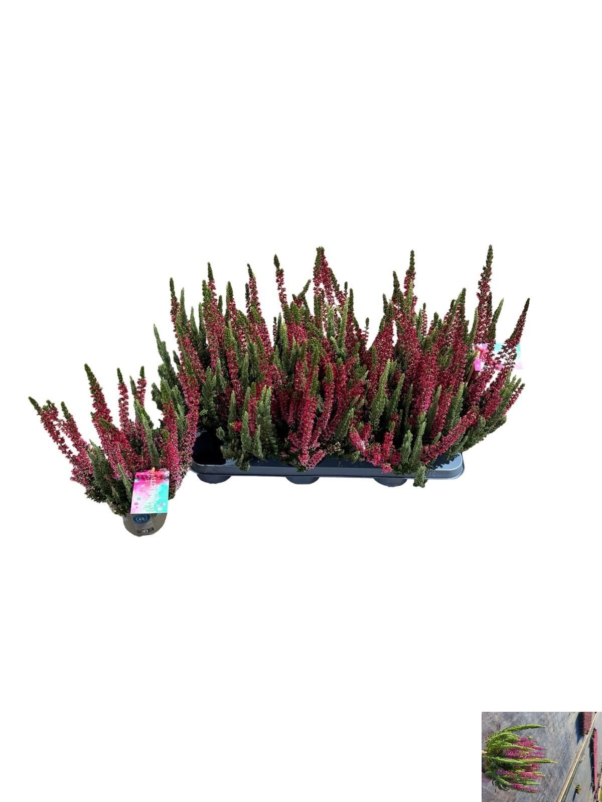Callu Bs Mintber Gem 11Ø 25cm