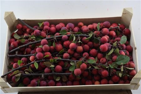 Malus Evereste Tak 20cm
