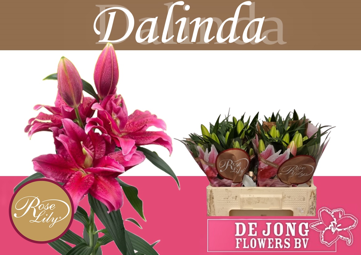 Lilium Or Double Dalinda 55cm 3/5bl