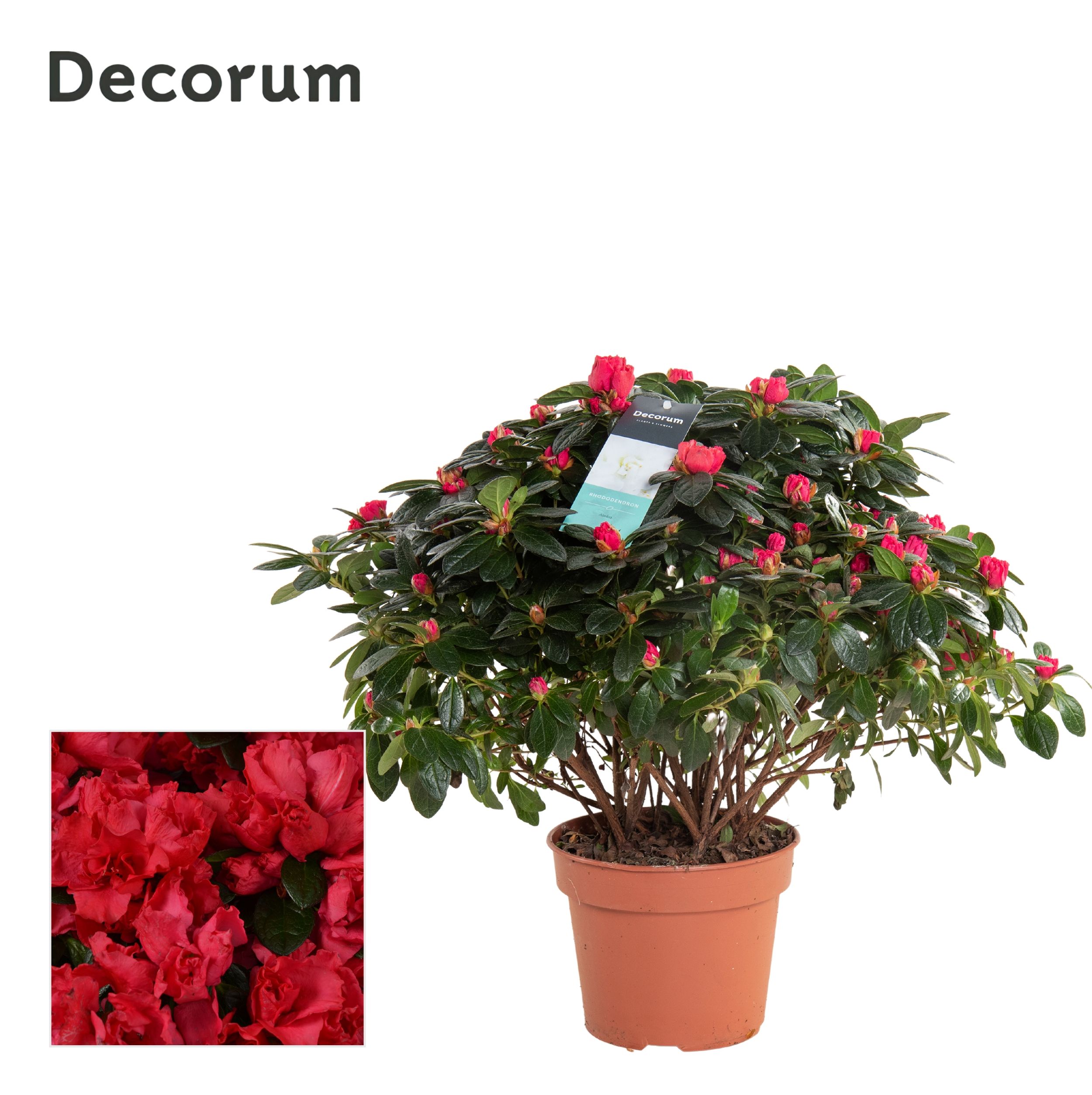 Picture of Rhododendron simsii (Azalea) Red - Decorum P17 35CM