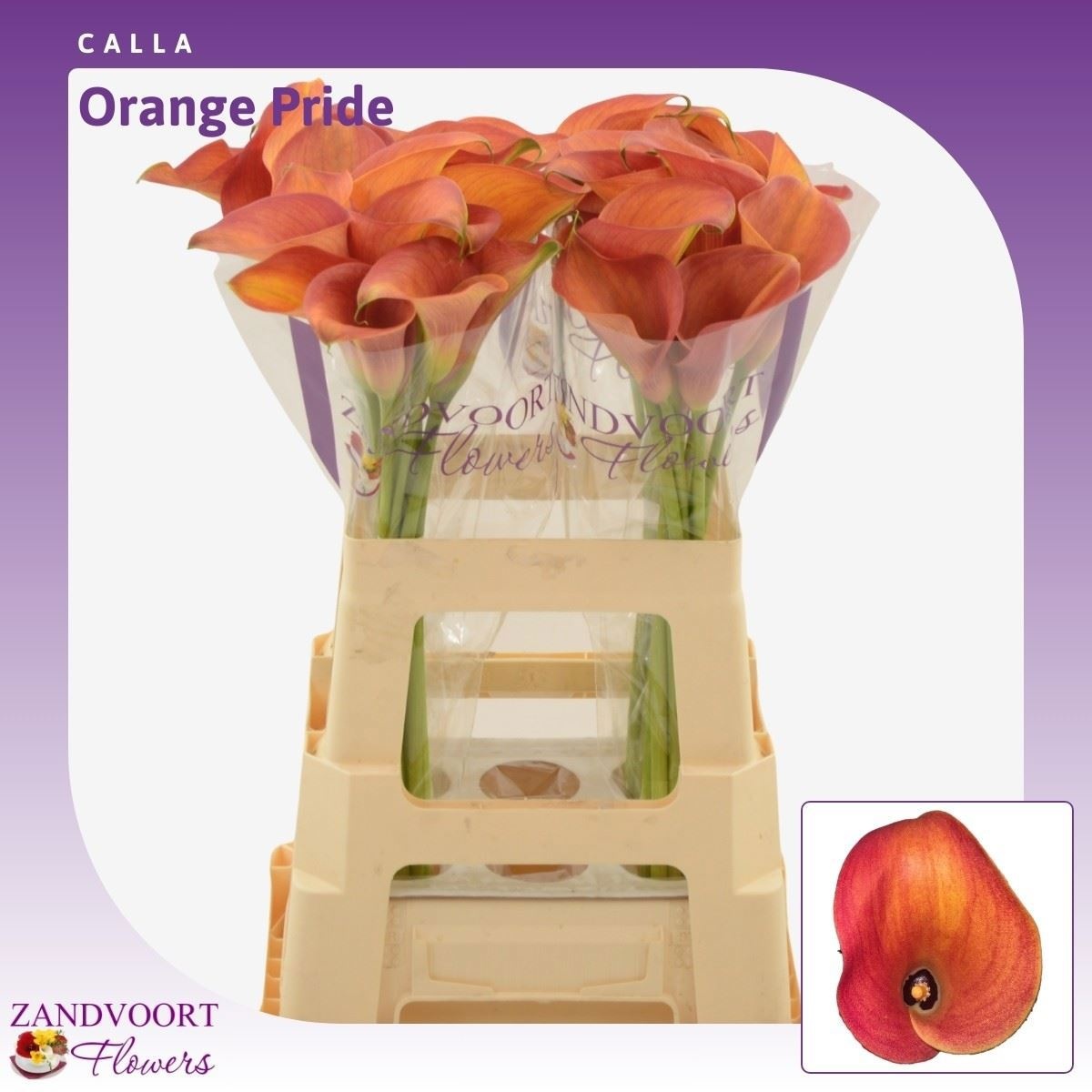 Zant Orange Pride 60cm