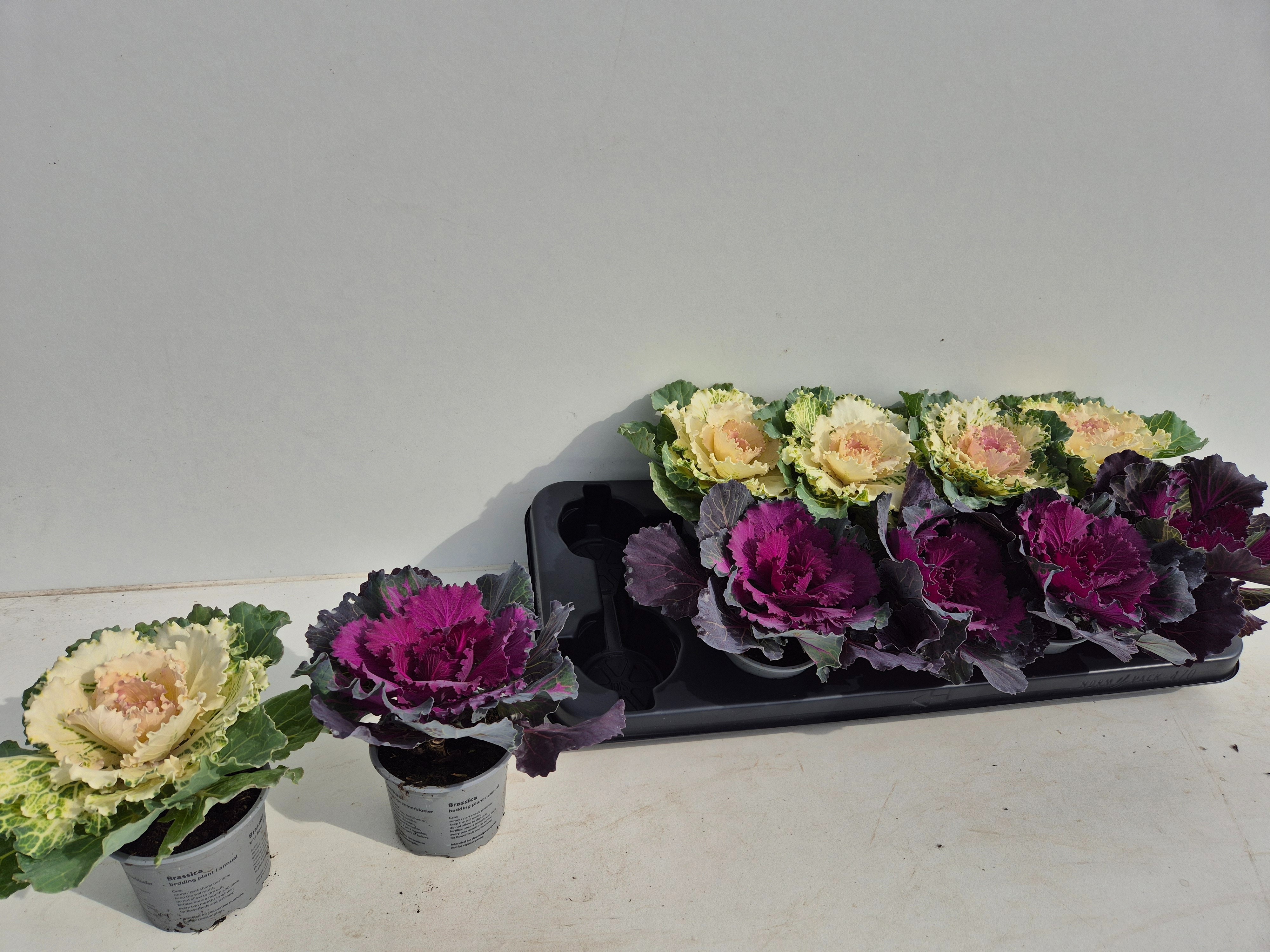 Brassica (SIERKOOL) 9P 12H