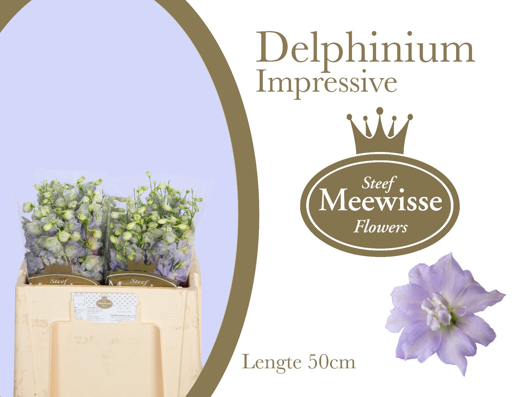 Delph El Dew Impress