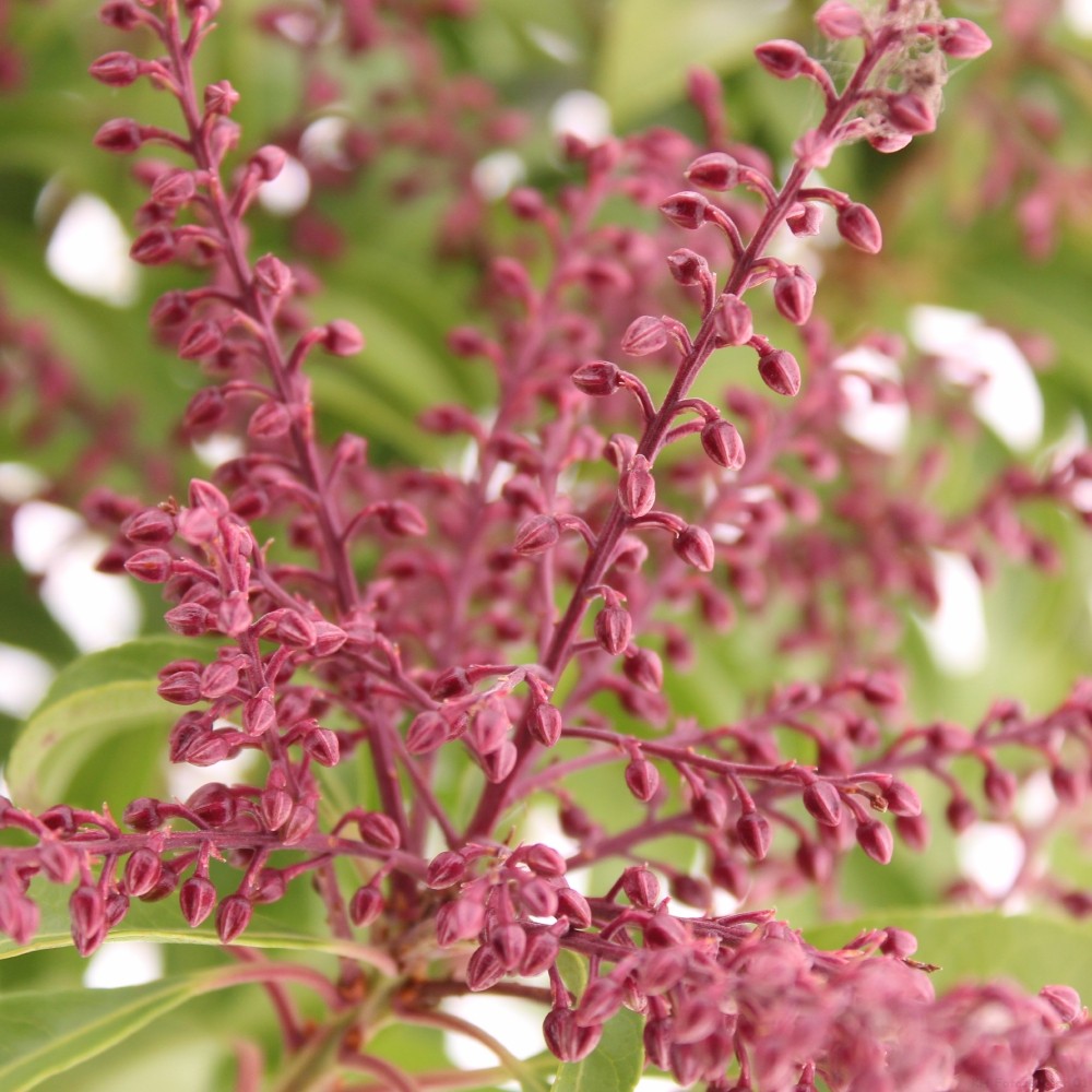 Picture of Pieris japonica 'Passion' PBR