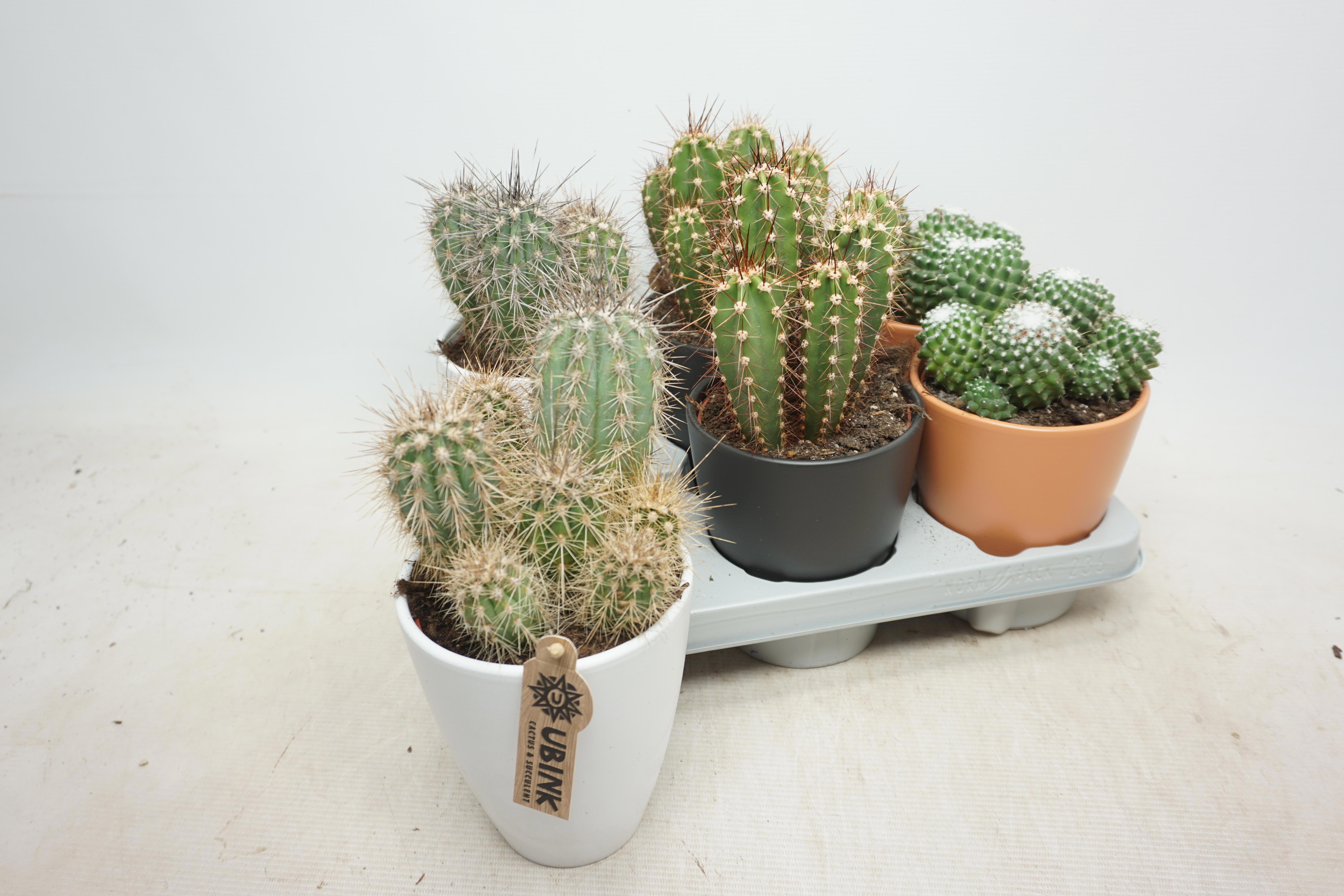 Cactus Gemengd 12Ø 28cm