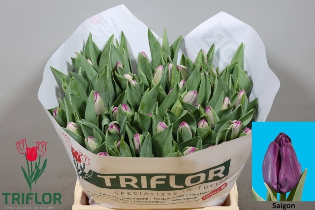 Tulipa Saigon 40cm 43gram