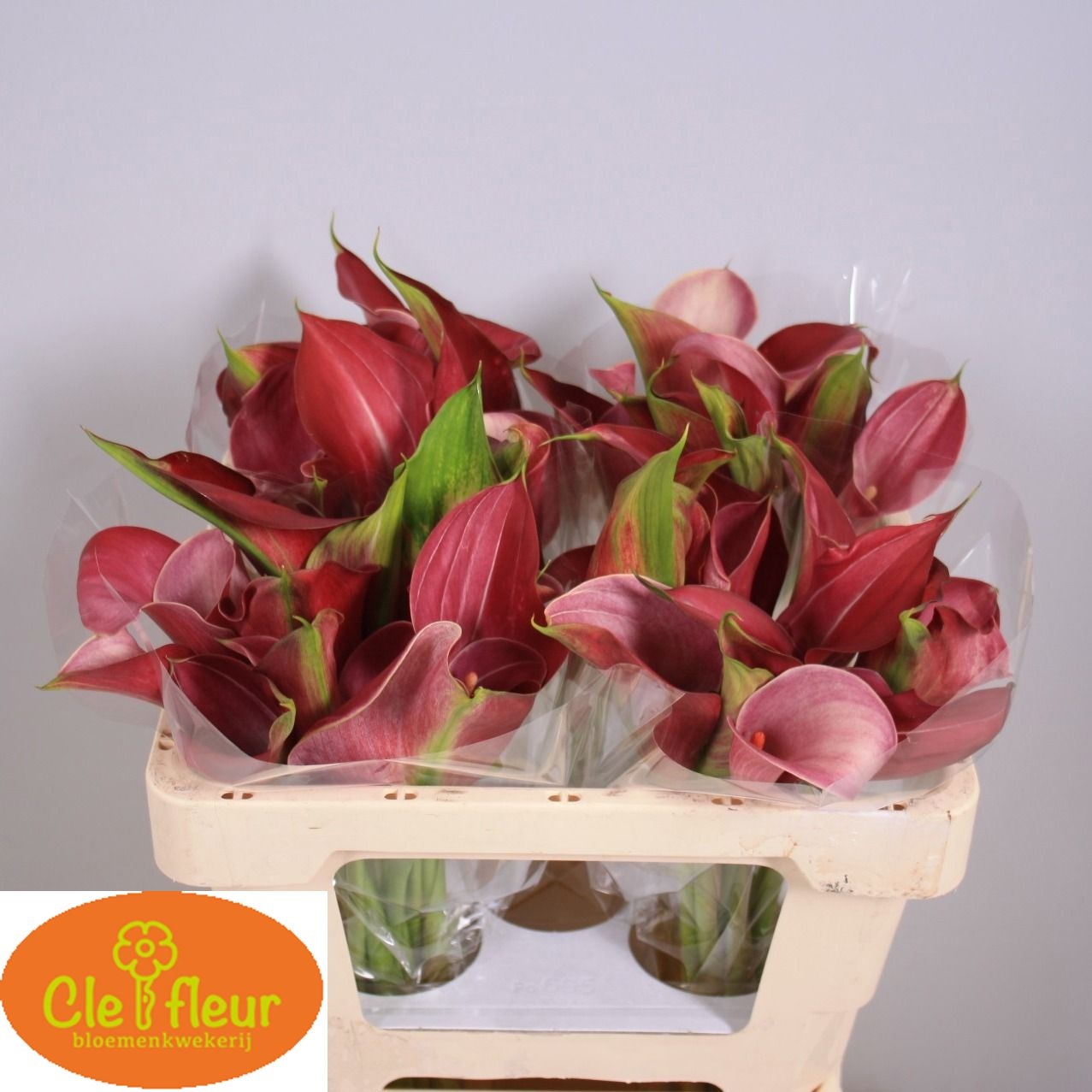 Calla Claudia 50cm