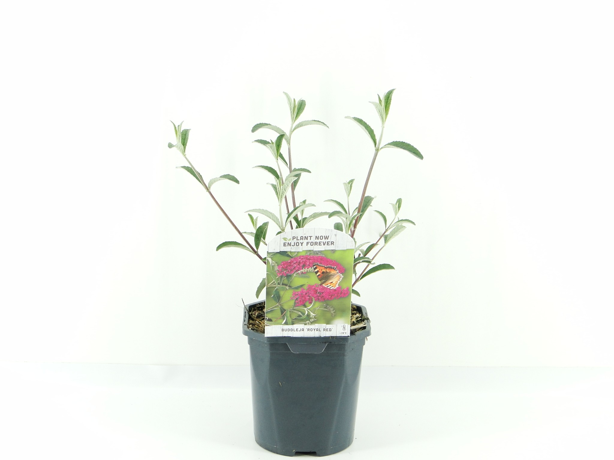 Picture of Buddleja dav. Royal Red