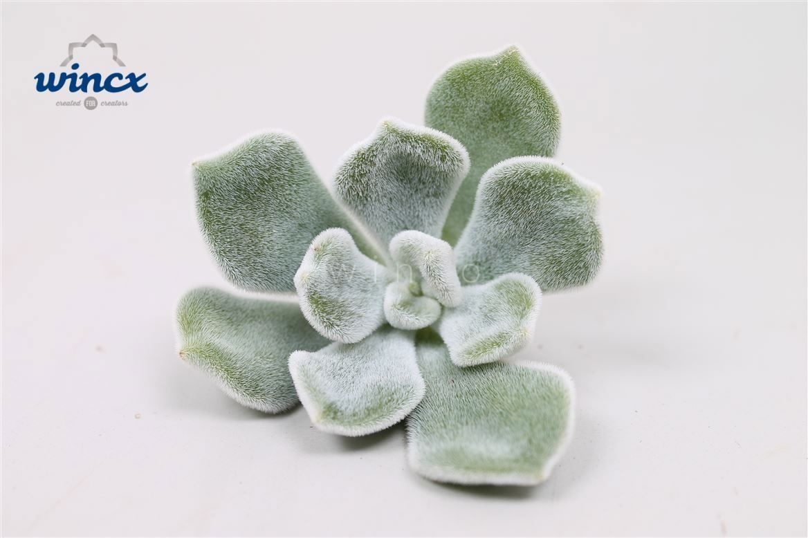 Echeveria Frosty Cutflower