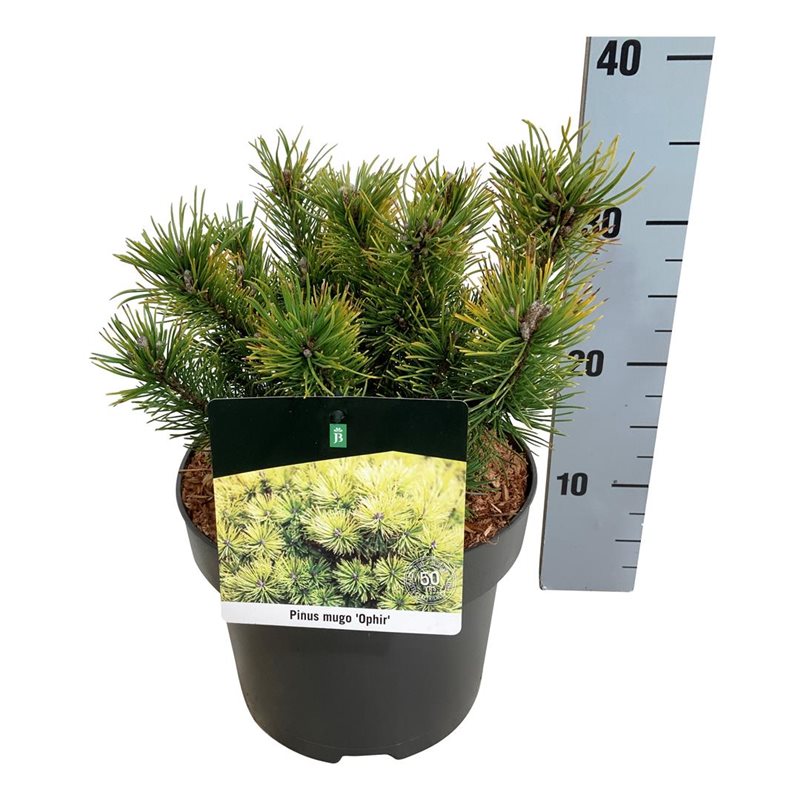 Picture of Pinus mugo 'Ophir'