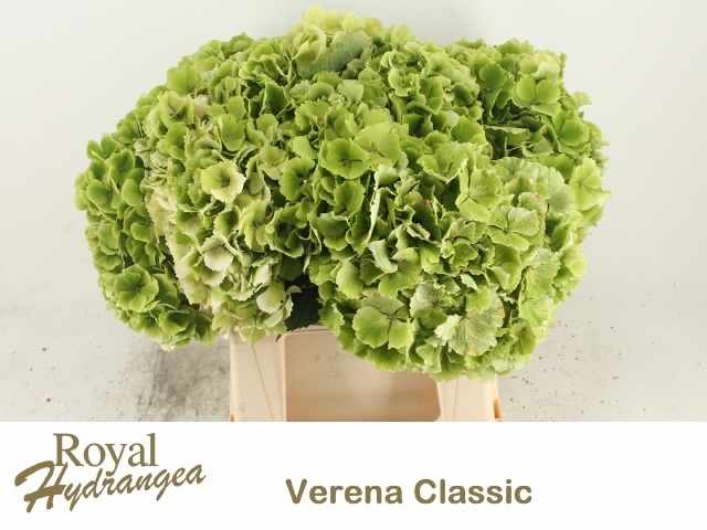 Hydr M Verena Cl