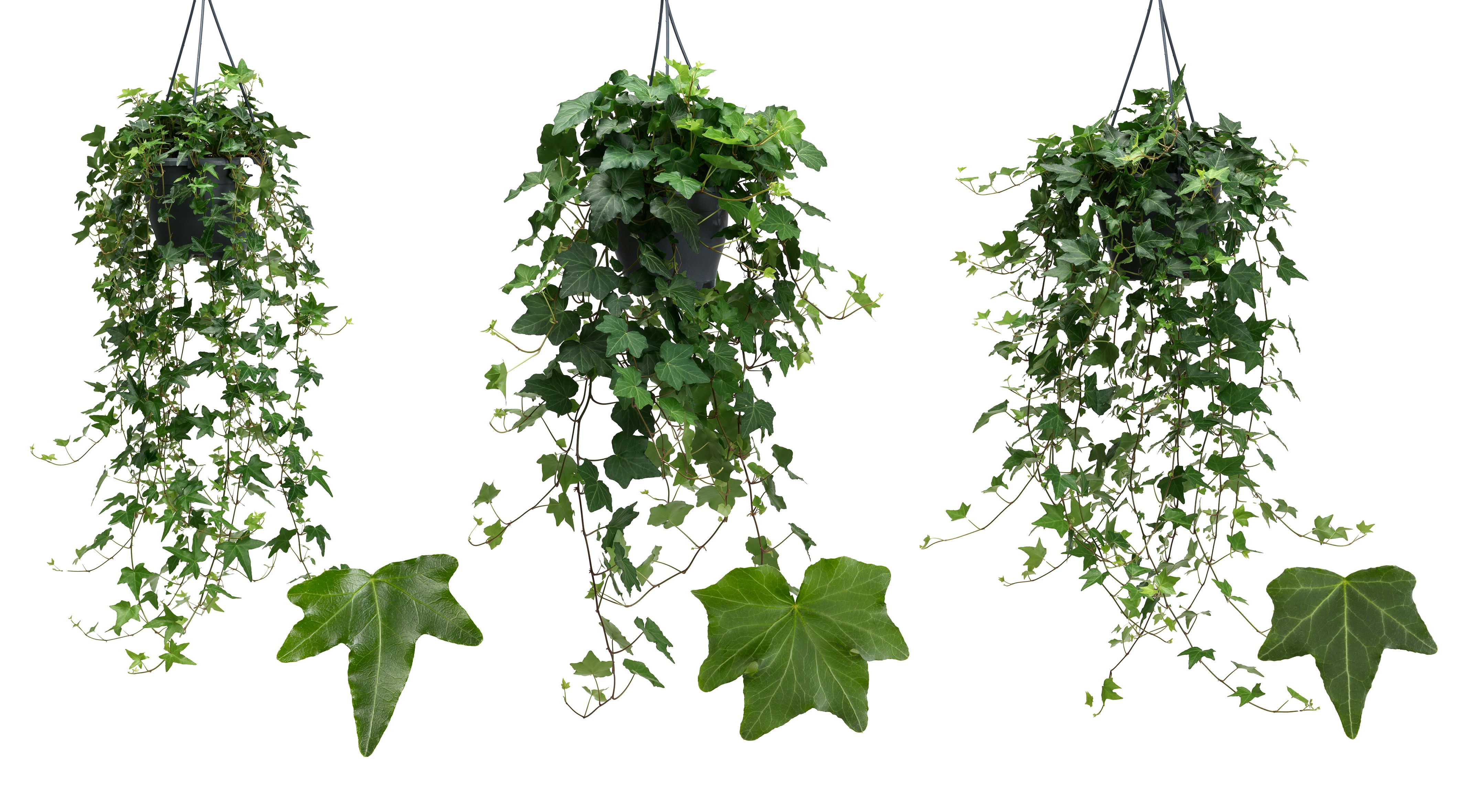 Hedera hel. green Mix Verde Hanging basket | Gardenline